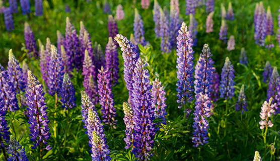 Lupins.